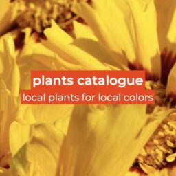 plants catalogue icon